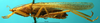 CollectionObject 1500323; 6f4685fa-013c-4a17-9eb0-b2aa93e8078e: male, lateral view (syntype). (CollectionObject).
