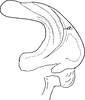 Aedeagus, lateral view: Aedeagus, lateral view. (Observation).
