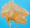 CollectionObject 1552380; 1156fdb0-5449-487a-96e5-33412c9fc4ac: female, lateral view. (CollectionObject).
