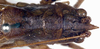 female head and pronotum, dorsal view (syntype). Depicts CollectionObject 1531369; 1503a6fe-05fb-4ccb-a8fd-ece91a684f30, a CollectionObject.