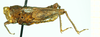 female, lateral view (syntype). Depicts CollectionObject 1586197; 8fe52d2b-83aa-4e5e-be95-a77449b88344, a CollectionObject.