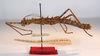 CollectionObject 1560941; fa6ef938-9022-4829-ad22-ac81f8398e79: copyright MNCN, Madrid. female, lateral view of synonym Cnipsus laeviventris (holotype). (CollectionObject).