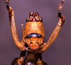 CollectionObject 1541578; 4ec5e813-051a-4db4-acba-5d0093d1f374: female frons. (CollectionObject).