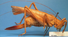 CollectionObject 1538355; a710565a-be24-4536-bb0c-713f3cdb6e68: female, lateral view. (CollectionObject).