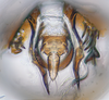 Subgenital plate, ventral view on Arawa Knight, 1975 n. sp. 30-83: (Observation).