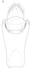 Anal tube processes: !! display not done !! on Cixidia (Cixidia) confinis (Zetterstedt, 1837): (Observation).