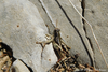 CollectionObject 1598749; a97a4c02-5544-462c-9b06-d87a99f6ad93: male. (CollectionObject).;CollectionObject 1598750; 21a736f5-75f1-419d-96c2-034dad051b50: male. (CollectionObject).