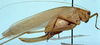 female, lateral view (syntype). Depicts CollectionObject 1526665; 541b6a0f-fb80-4c02-9c0f-1aea511e3c16, a CollectionObject.