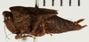 CollectionObject 1529881; NHRS 9355, 531afcd4-50c1-4248-ba1a-43888e3e7aee: female, lateral view (holotype). (CollectionObject).
