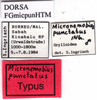 CollectionObject 1505348; 6506ead9-1b83-451d-b782-5f3d25e390c3: labels (holotype). (CollectionObject).