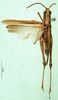 CollectionObject 1501379; 718c88cf-dbab-4e1f-b76c-354cf8e0916c: male, dorsal view (holotype of Roduniella duria). (CollectionObject).