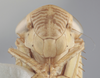 Head: !! display not done !! on Athysanus argentarius Metcalf, 1955: Head. (Observation).