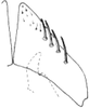 Subgenital plate, ventral view on Salsocolila plana (Theron, 1979): Subgenital plate. (Observation).