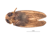 Habitus, dorsal view on Docalidia crista Nielson, 1982: (Observation).