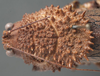 CollectionObject 1505756; ee2a8d26-a174-4663-b790-ae8baa894cb9: female pronotum, dorsal view (holotype of Echinacris hispida). (CollectionObject).
