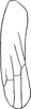 Forewing on Arboridia (Arborifera) samadi (Samad & Ahmed, 1979): Forewing. (Observation).