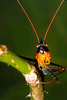 CollectionObject 1536715; 1e7ff0e8-65c0-4dae-8382-26688b36b1a8, CH4002: male, frontal view. (CollectionObject).