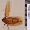 Epilampra grisea (De Geer, 1773): Holotype, female, ventral. BMNH(E)#878064. (Otu).
