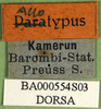 CollectionObject 1502325; 0770477c-803f-4021-a526-274c8f2f8fdb, DORSA BA000554S03: labels (syntype). (CollectionObject).