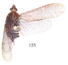 Habitus, dorsal view on Enhydria cicadina Gerstaecker, 1895: (Observation).