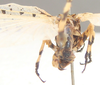 CollectionObject 1505919; 694fd9be-322c-4d9f-bc3c-da583893cddf: 2010. male, posterior view (holotype). (CollectionObject).