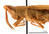 CollectionObject 1538204; 6c0f6d85-ac97-4014-bba9-b25074ac69f8: female head and pronotum, lateral view (holotype). (CollectionObject).