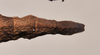CollectionObject 1598209; 19e81fcd-7523-4307-b43f-47166ebbe43d, QM T258500: copyright QM. female: end of abdomen, dorsal view (holotype). (CollectionObject).
