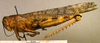 CollectionObject 1530675; eabd2fc9-d04a-4d98-b395-e72ce5615a26: female, lateral view (syntype). (CollectionObject).