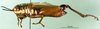 CollectionObject 1501664; a39a6b59-04c9-44c6-8c6d-b81e0e461424, DORSA BA000062S01: female, lateral view (holotype). (CollectionObject).