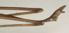 Medauroidea extradentata (Brunner von Wattenwyl, 1907): copyright St. Petersburg. Clitumnus extradentatus male: end of abdomen, lateral view (probable syntype). (Otu).