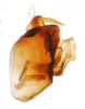 Pygofer, lateral view on Delphacodes acuministyla Dozier, 1926: (Observation).