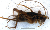 CollectionObject 1581474; 717257a7-4440-423f-9958-704b25fb0463: female habitus, lateral view (paratype). (CollectionObject).