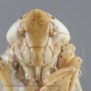 Head on Alishania formosana (Matsumura, 1914): Head. (Observation).