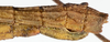 CollectionObject 1584203; 30878f10-b291-4e66-b3c6-404d13b6853b: copyright Frank Hennemann Coll. female: end of abdomen, lateral view (paratype). (CollectionObject).;CollectionObject 1584204; afe2b8cc-8cca-4cc3-a581-ed630563d766: copyright Frank Hennemann Coll. female: end of abdomen, lateral view (paratype). (CollectionObject).;CollectionObject 1584205; 15d01103-8493-4940-8377-8c409ca2af99: copyright Frank Hennemann Coll. female: end of abdomen, lateral view (paratype). (CollectionObject).