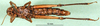 CollectionObject 1501095; 7bdf8cfe-6ca0-43ea-8238-d024e8f22729: female, dorsal view (holotype). (CollectionObject).;CollectionObject 1501095; 7bdf8cfe-6ca0-43ea-8238-d024e8f22729: female, ventral view (holotype). (CollectionObject).