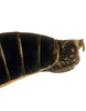Pygofer, lateral view: !! display not done !! on Cuerna kaloostiani Nielson, 1965: Caudal abdomen, lateral view. U.S.A., Arizona, Coconino Co., INHS. (Observation).