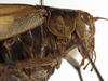 CollectionObject 1529755; 9324df5a-710e-4400-9117-fcb6273dd137: female head and pronotum, lateral view (holotype). (CollectionObject).