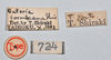 CollectionObject 1558559; d175cf57-13bf-4202-bdc4-79a45254a6cc: copyright NTUC. female, data labels (syntype). (CollectionObject).;CollectionObject 1558560; 79f3f8cc-d56f-40aa-b01f-edb53ef13999: copyright NTUC. female, data labels (syntype). (CollectionObject).