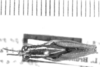 CollectionObject 1524857; 01dd0282-5080-4d2d-9bd2-44d8a81a909c: male, dorsal view (lectotype of Leptomerinthoprora flavovittata). (CollectionObject).