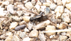 CollectionObject 1584993; 23f2406e-1b97-4e7c-89eb-08277d88fc78: macropterous female. (CollectionObject).