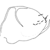 Pygofer, lateral view on Distantasca paraterminalis (Qin & Zhang, 2007): Pygofer, lateral view (holotype). (Observation).