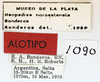 CollectionObject 1514113; MLP1090/2, c897dfc0-0bf2-44b1-8391-f877fcfa230b: labels (allotype). (CollectionObject).
