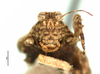 CollectionObject 1567895; 7bc0a92b-8561-488b-9b9d-04b891988bf1: male, frontal view (lectotype). (CollectionObject).