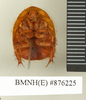 CollectionObject 1572924; 6692d5b3-260b-4c9b-a653-f4f133145635: Copyright Natural History Museum, London. Non-type (adult male) in BM(NH). Ventral view. (CollectionObject).