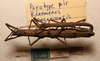 CollectionObject 1591088; 17df4974-45c9-4dc0-a1d9-20c2d1d2caa6: copyright NMW, Vienna. male & female, dorsal view (paratypes). (CollectionObject).;CollectionObject 1591089; f3dbc927-0dc8-49a2-a18d-48e9c0fea6a7: copyright NMW, Vienna. male & female, dorsal view (paratypes). (CollectionObject).