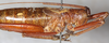 CollectionObject 1531822; NMW 21116, 86c7efad-0b94-449f-a4cc-89be987e1d0b: female, lateral view (holotype). (CollectionObject).