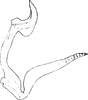 Aedeagus, lateral view on Empoascanara (Empoascanara) nagpurensis (Distant, 1918): Aedeagus, lateral view. (Observation).