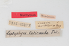 CollectionObject 1505904; 1ad138da-8b3f-41a7-bef0-d749c7e03b94: male, labels (syntype). (CollectionObject).