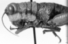 CollectionObject 1521358; f92db402-1d2b-4a4b-b022-62282064ea67: Image, Carbonell, C.S. at the British Museum, 1970. female head and pronotum, lateral view (holotype). (CollectionObject).