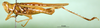 CollectionObject 1502152; 4257a9b8-6282-4edf-aea3-7cdf5d552462: male, lateralview, paralectotype. (CollectionObject).